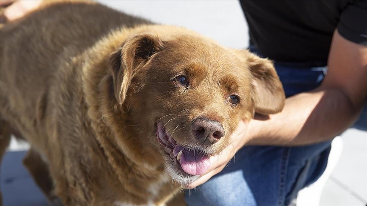 Morto il cane più vecchio del mondo