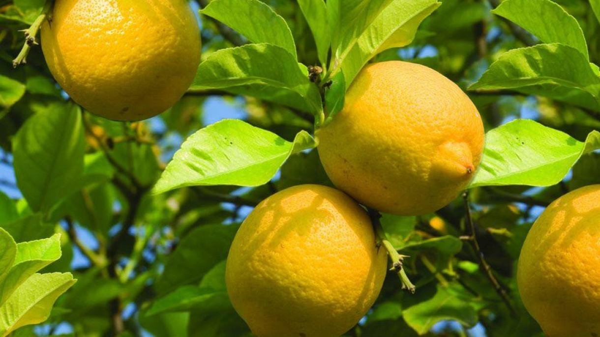 صادرات 31 میلیون و 418 هزار دالری لیمو از تورکیه در ماه جنوری 2021