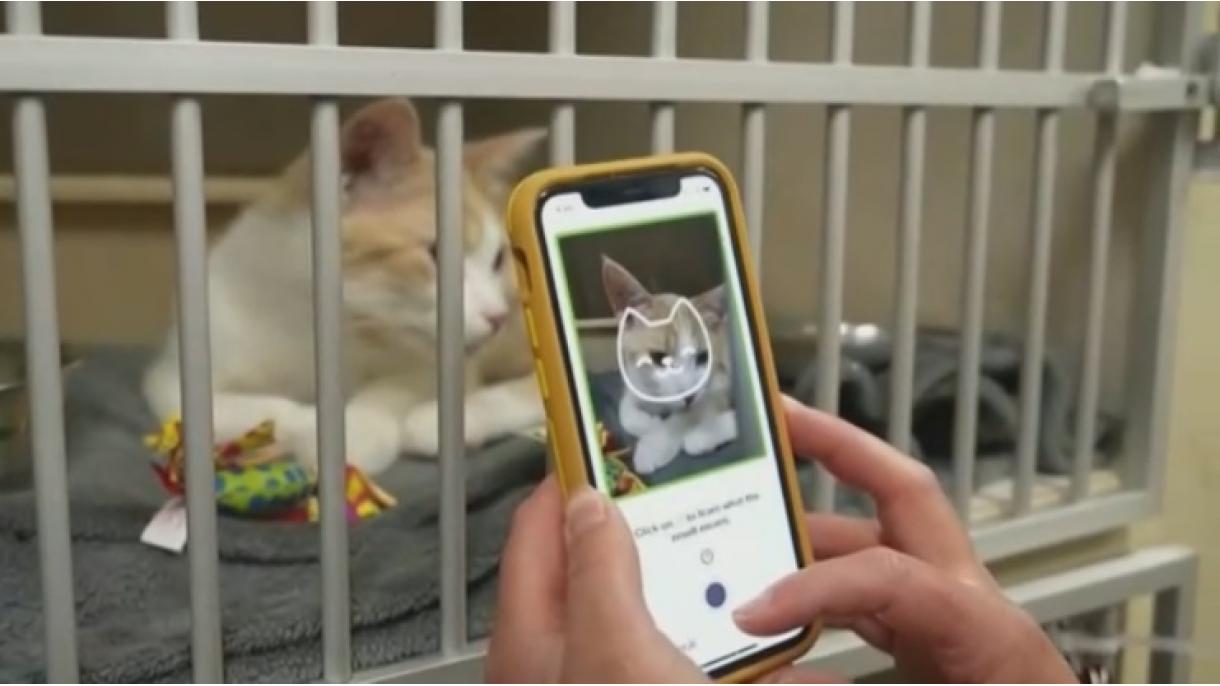 Tably, la app móvil que descubre el estado de salud de tu gato