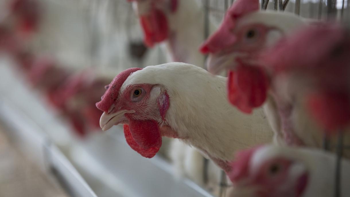 土耳其首次向日本出口鸡产品