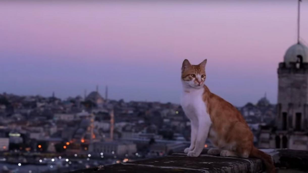 استانبول شهر گربه‌ها