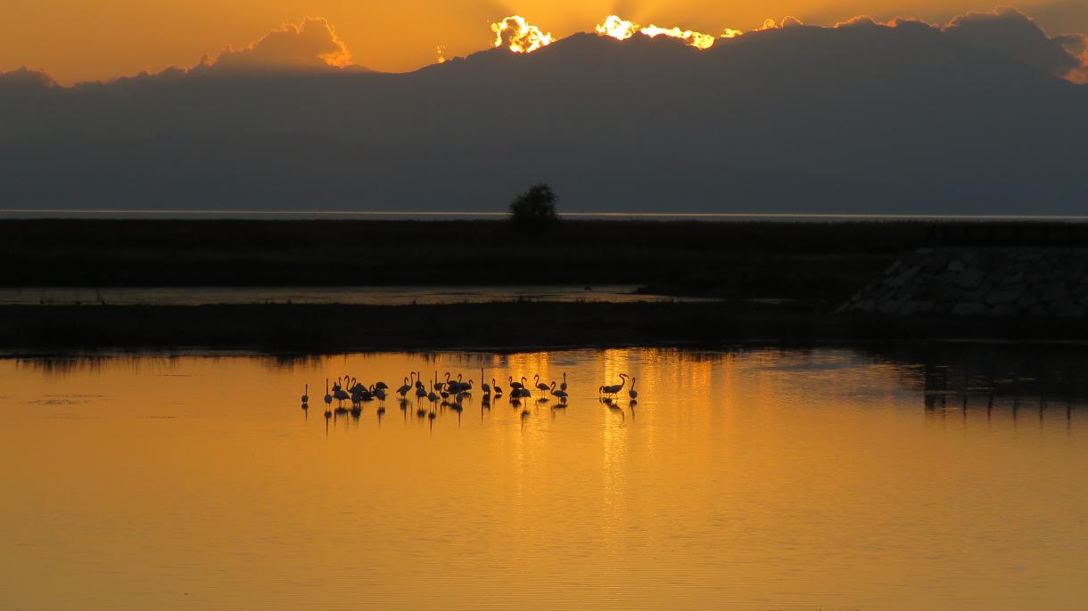 beyşehir gölü flamingolar.jpg