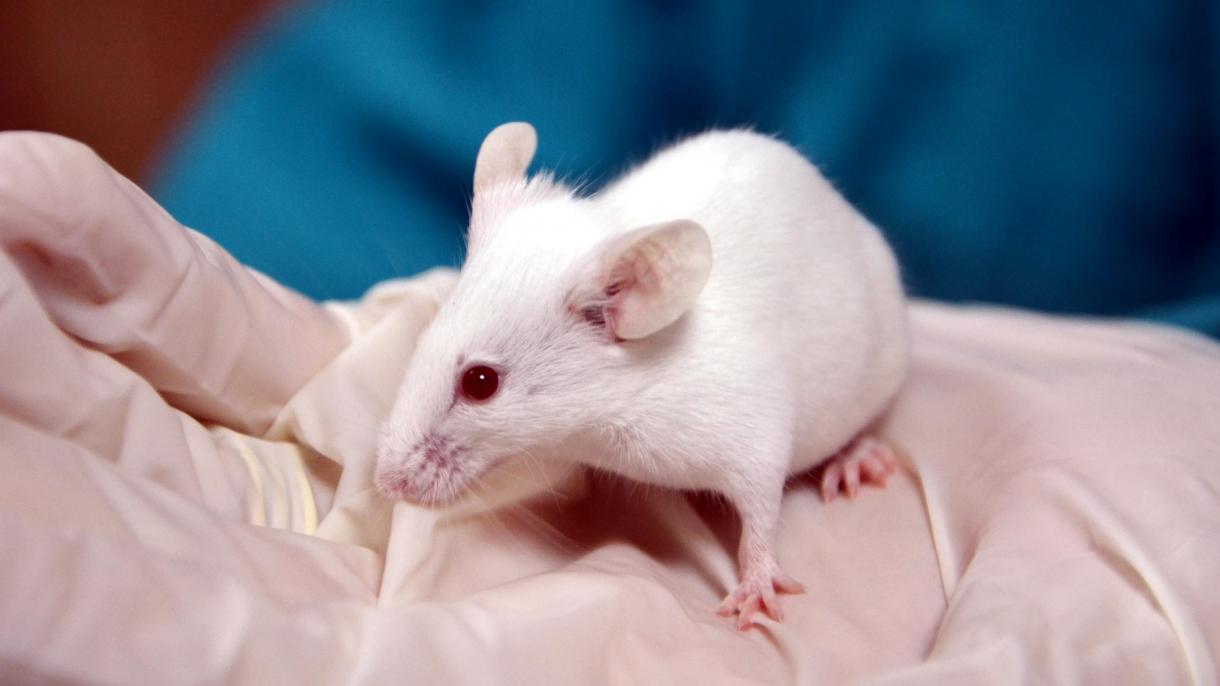 Ovarios artificiales en 3D restauran la infertilidad en hembras de ratón