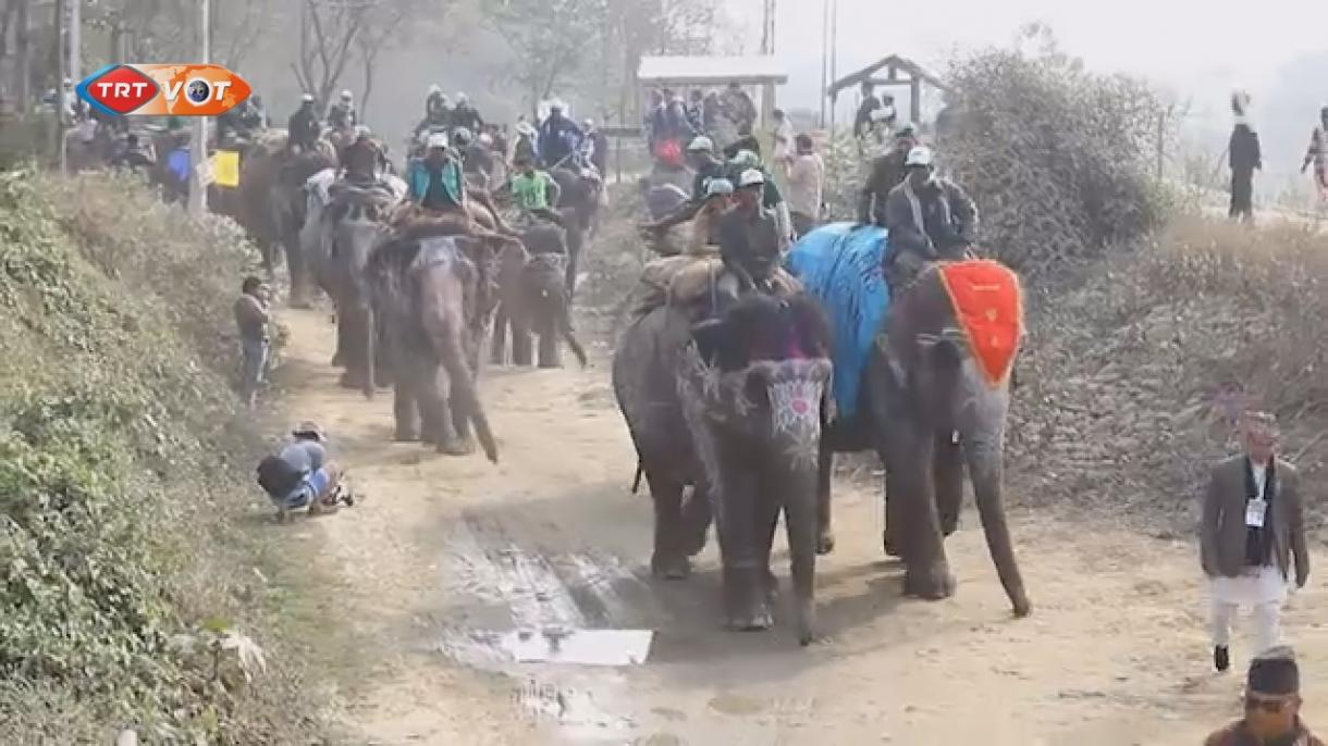尼泊尔大象节隆重开始