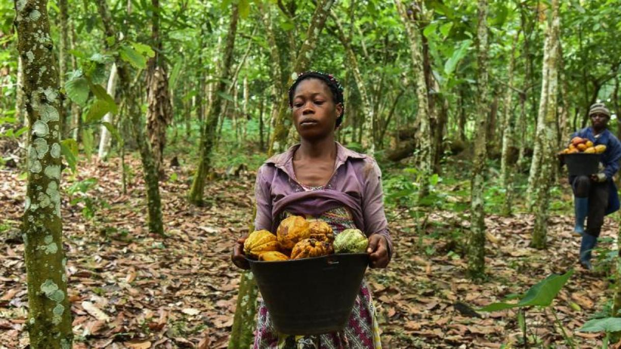 Felfüggesztették a kakaóexportot Elefántcsontpartból