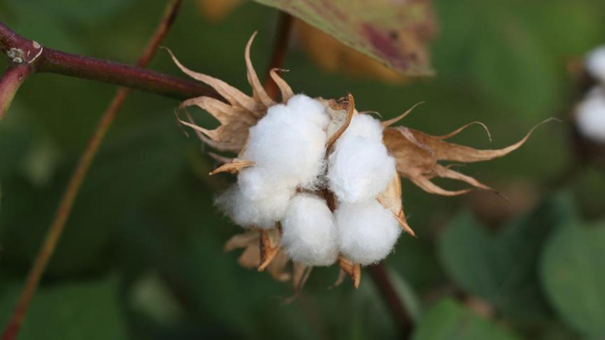 Turchia, l'unico paese che produce cotone geneticamente modificato