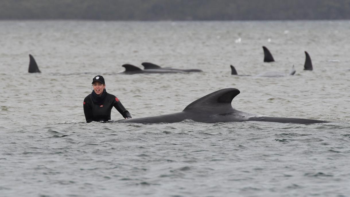 Altre 200 balene spiaggiate in Tasmania