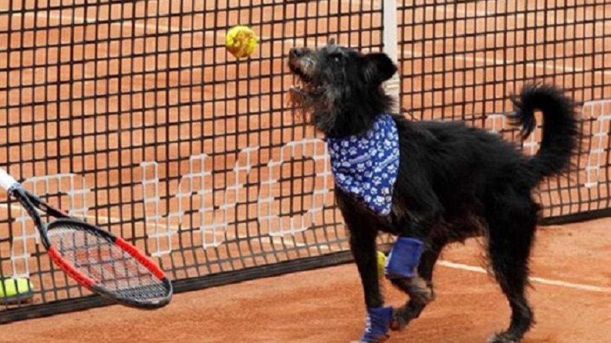 Perros abandonados, los nuevos recogepelotas del Abierto de Tenis de Brasil