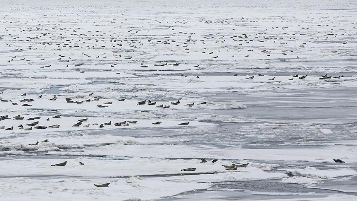 گرین لینڈ : برفیلی تہہ پگھل رہی ہے،سمندری سطح میں 7 میٹر اضافے کا خطرہ