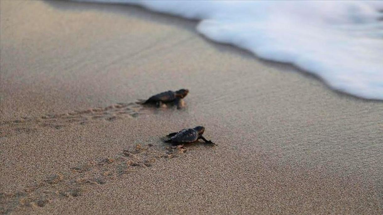جوجه لاک‌پشت‌ها در سواحل آنتالیا روانه دریا شدند