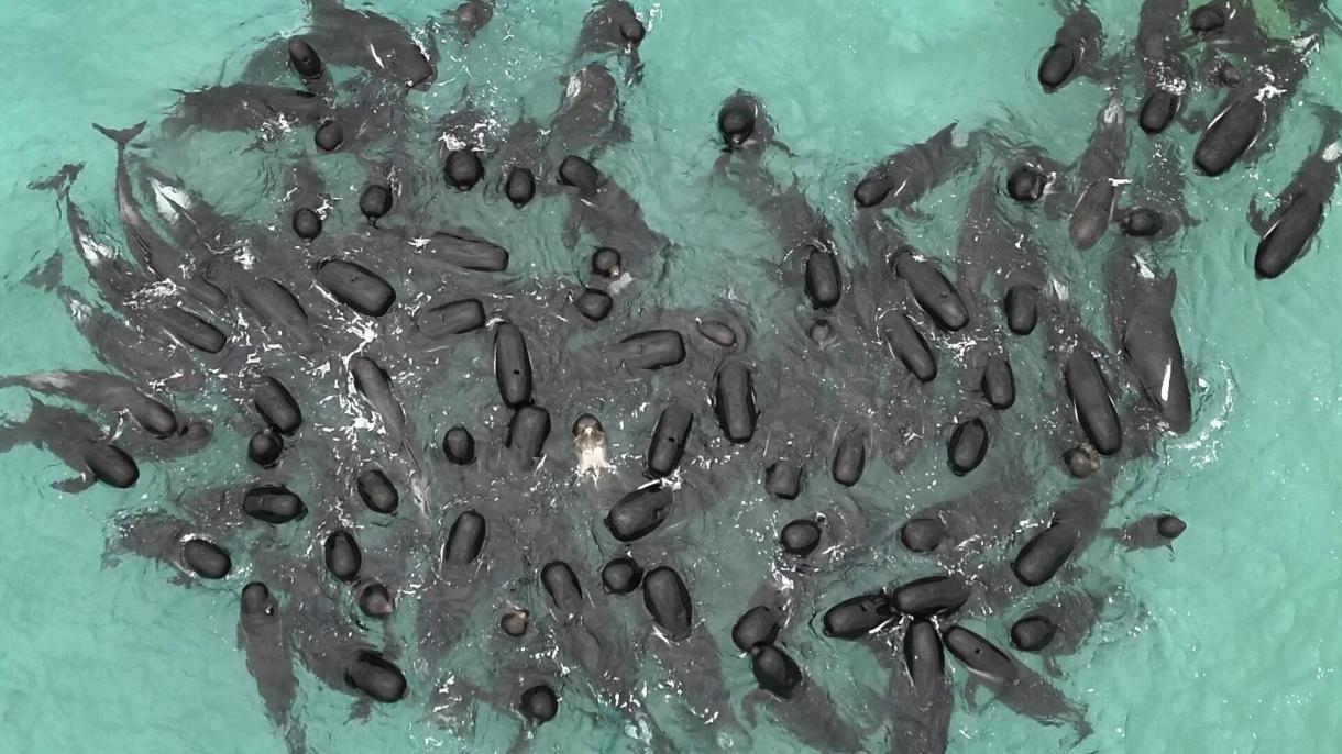 Balenele eșuate în Australia nu au putut fi salvate