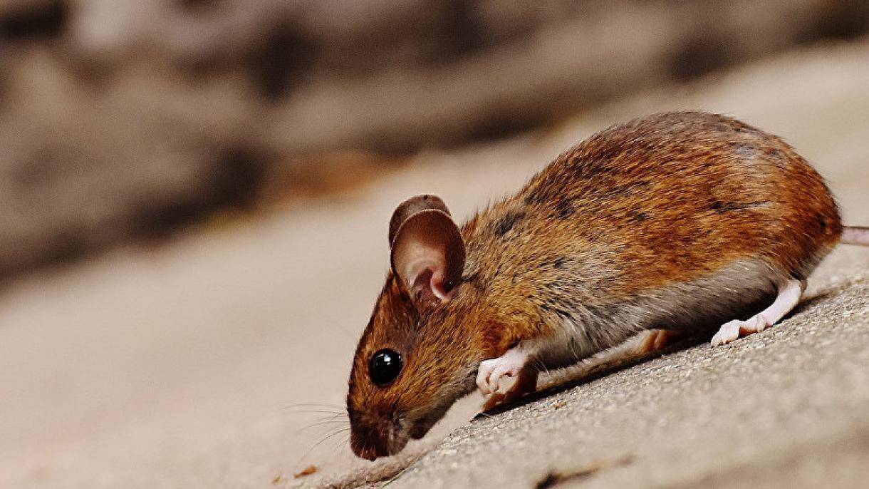 瑞典红背鼠中出现一种新型冠状病毒