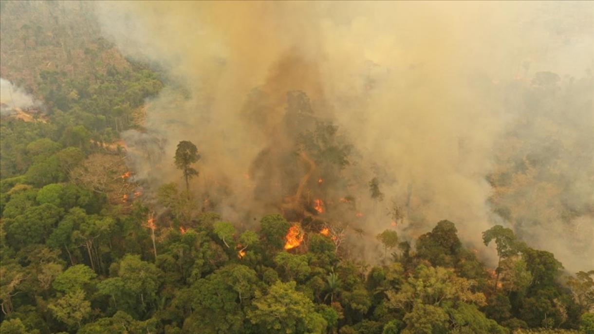 亚马逊森林火灾增多