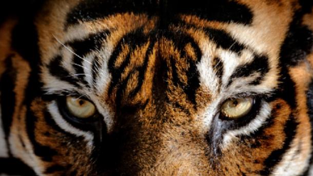 Las cosas que no sabíamos de los tigres