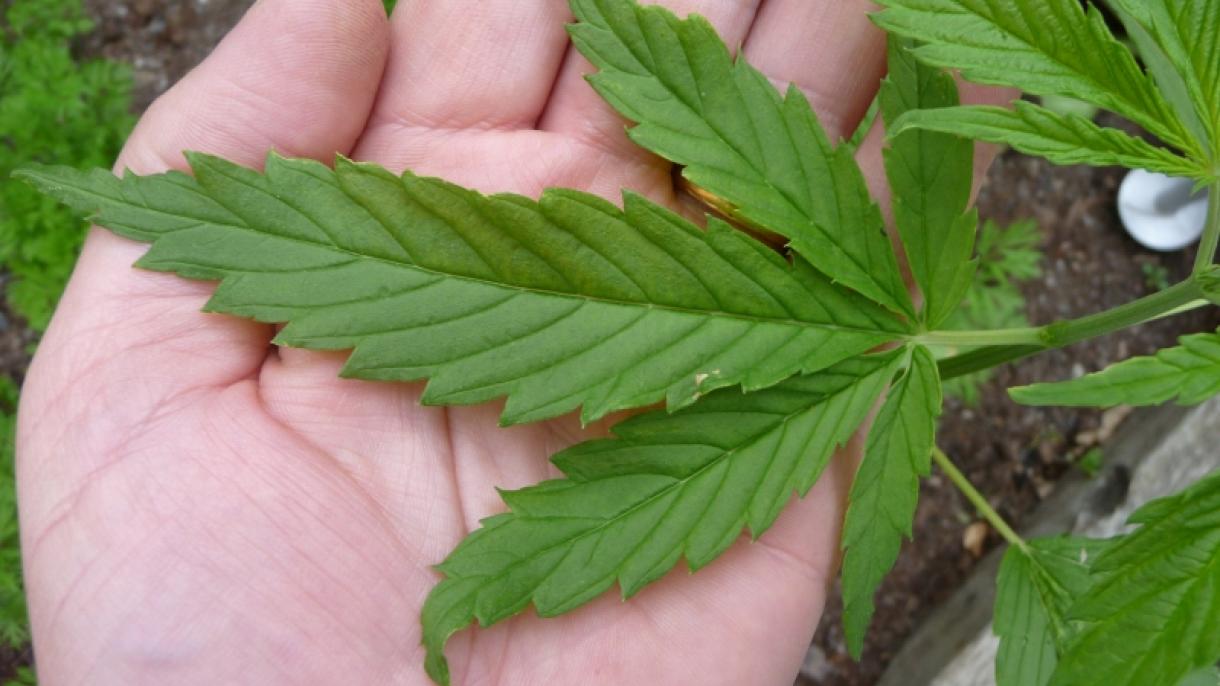 Colombia podrá en unos años tener el 10 % de exportaciones mundiales de cannabis medicinal