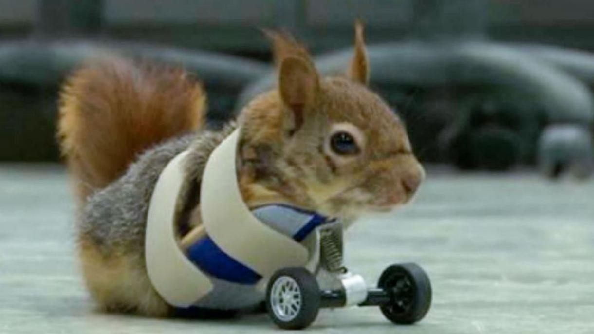 Karamel,scoiattolo con le protesi a due ruote,potrà vagare liberamente