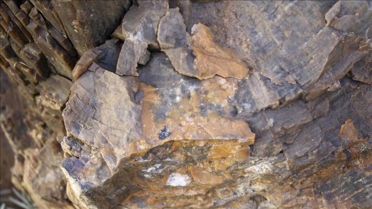 Encontrados los fósiles de árboles más antiguos en Inglaterra