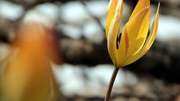 Se realizará la investigación genética para el tulipán de Manisa