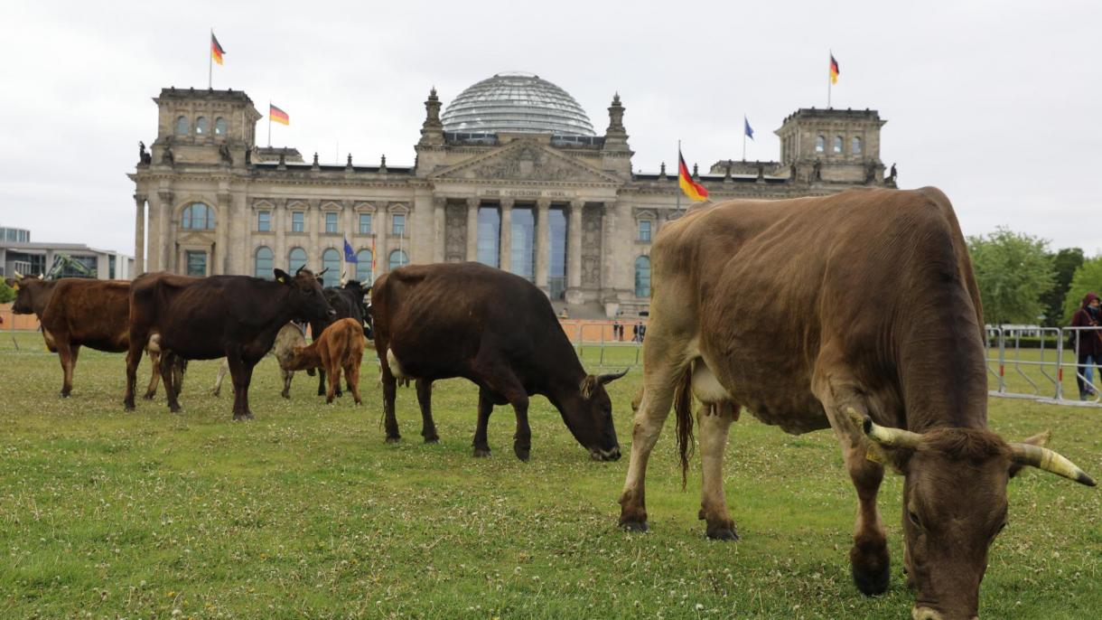 德国环保主义者在议会花园里放牛