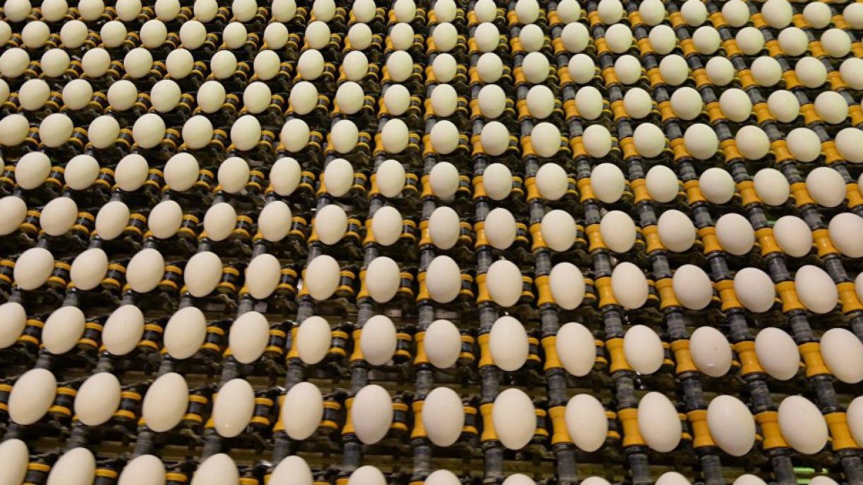 توزیع تخم مرغ‌ آلوده به سم ضد حشره در فرانسه