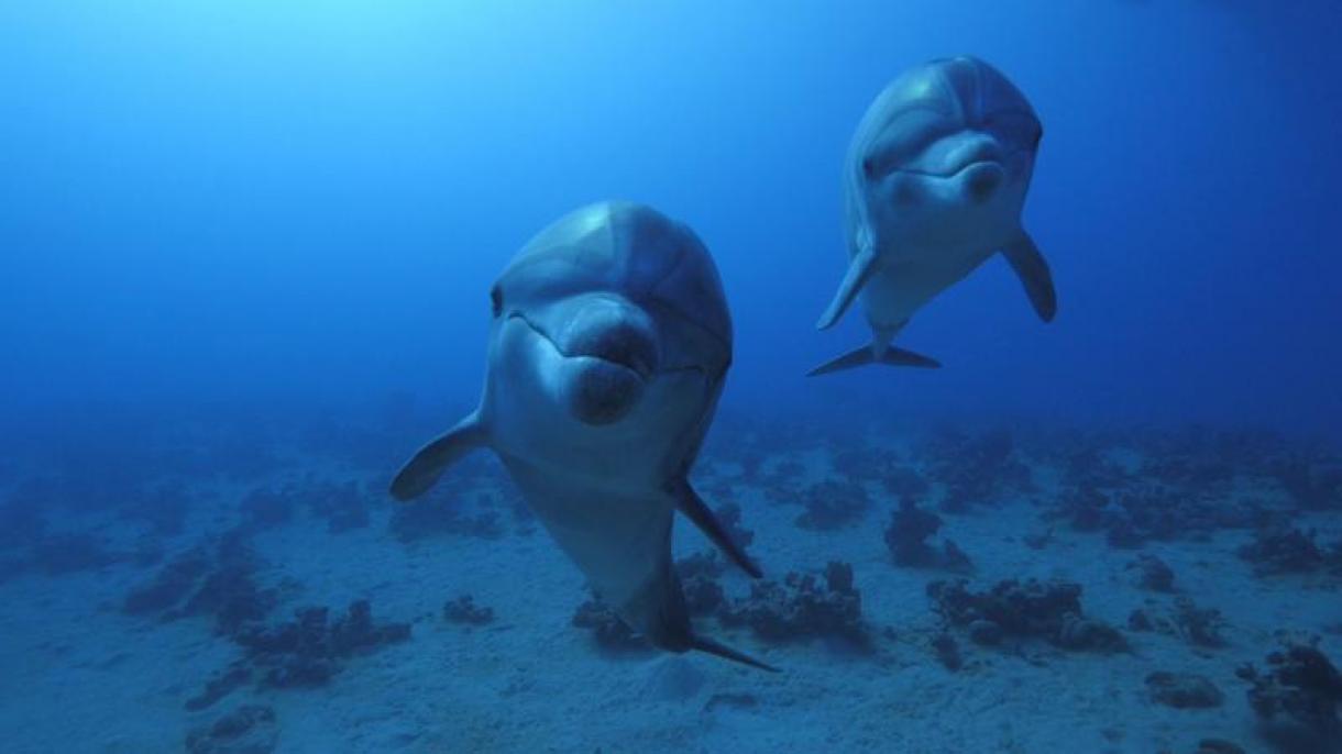 Los científicos han escuchado las voces de delfines por la vía de inteligencia artificial