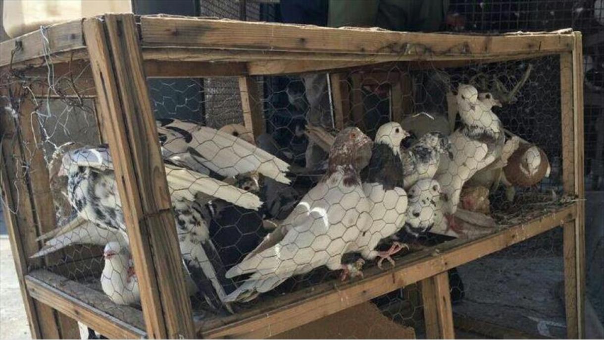 توقیف حدود 100 کبوتر حامل مواد مخدر در ایران