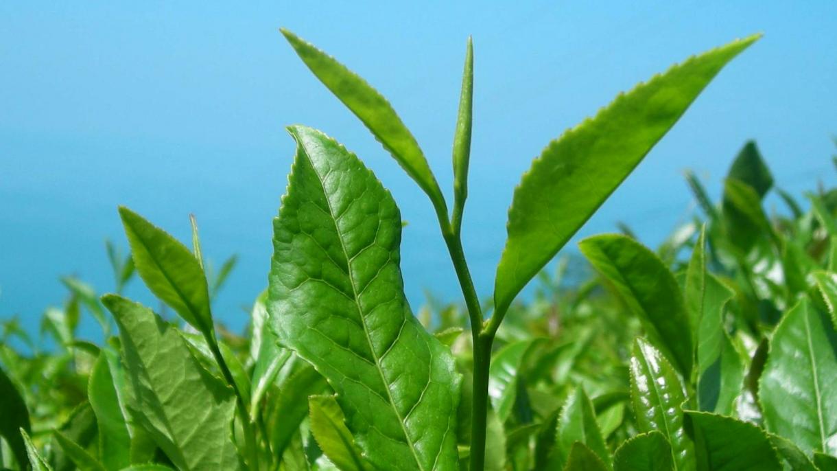 Ризенин чай экспорту өстү