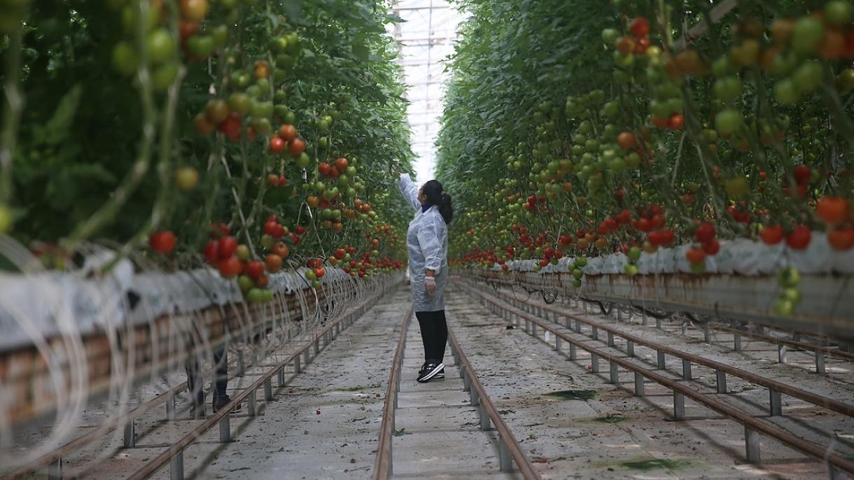 温室栽培：土耳其位居欧洲第二世界第四