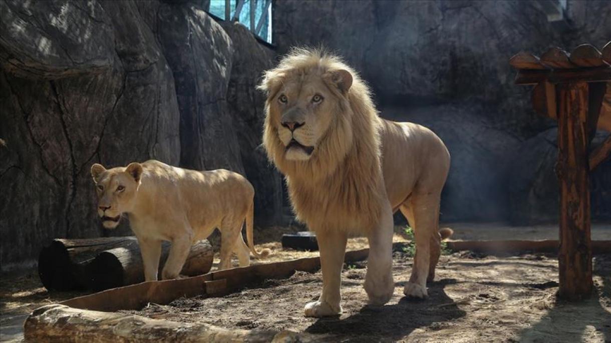 トルコで誕生したライオンとトラの赤ちゃん アフリカの国立公園へ 生息域外保全活動により