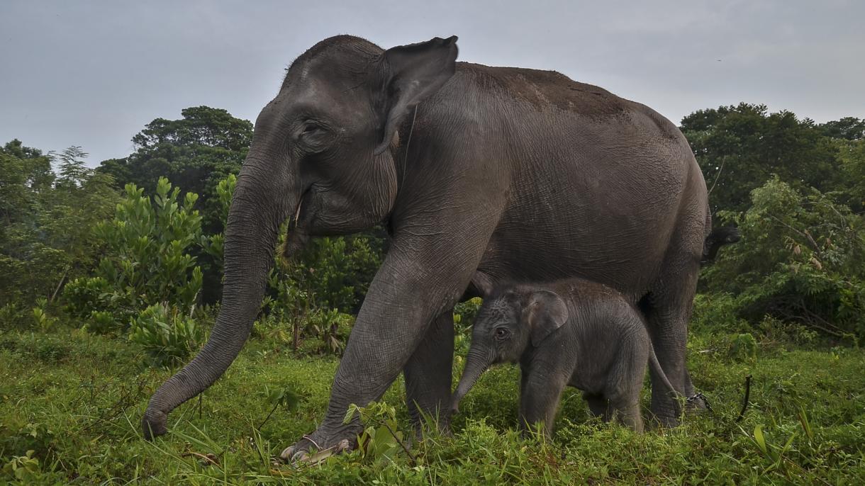 Titokzatos módon haltak meg elefántok Bostwanában