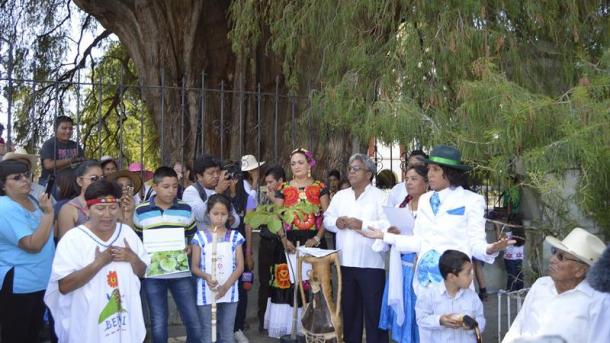 La boda del año en México se realiza con un milenario Árbol del Tule