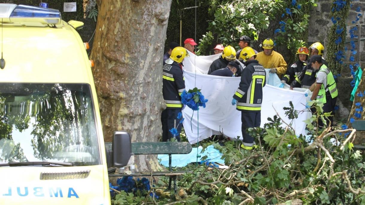 پرتگال، 2 سو سالہ درخت کے گرنے سے 11 افراد ہلاک