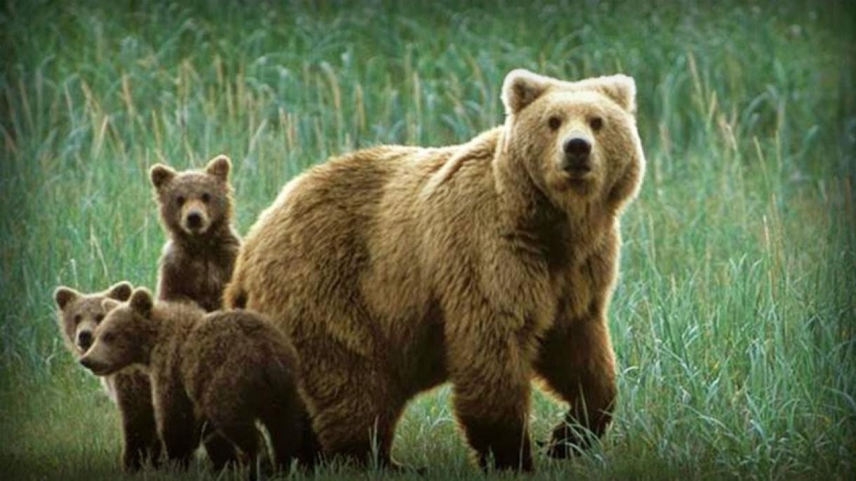 Los osos se comunican a través del olor de sus pies