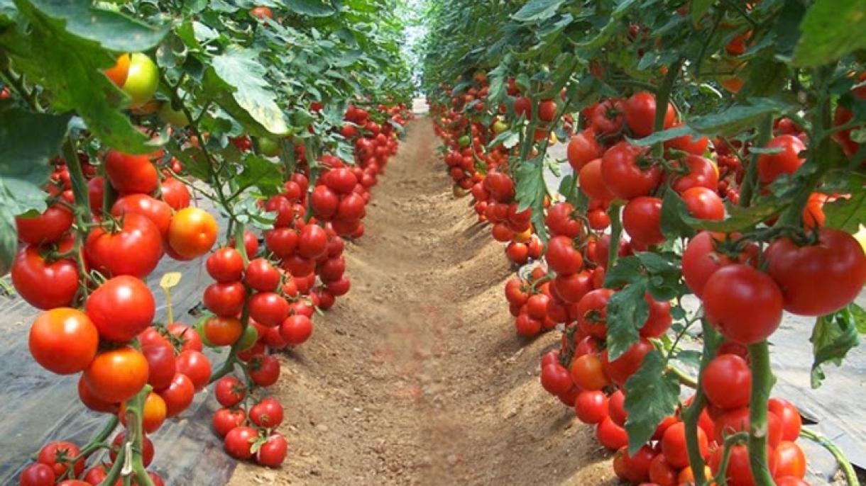 Türkiye'de tarım-domates.jpg