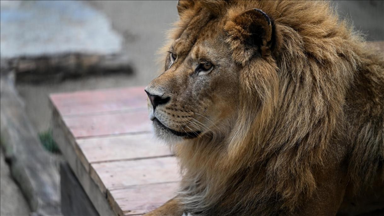 Veterinarios turcos lograron curar las patas rotas de dos leones utilizando placas de platino