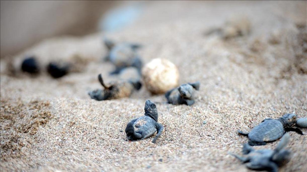 آغاز فصل تخم‌گزاری لاک‌پشت‌های دریایی در سواحل مرسین ترکیه
