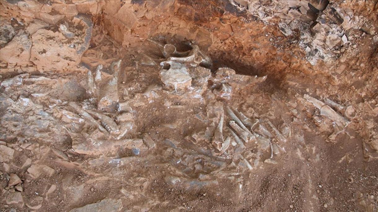 Descubiertos fósiles de animales de hace 9 millones de años en Denizli