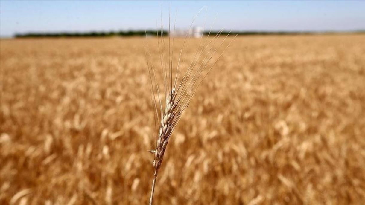 Бангладеш ще купи 500 000 тона пшеница от Русия