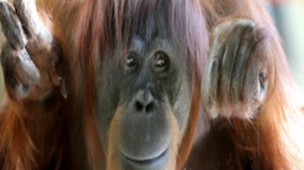 Akár kilenc évig is szoptatja kicsinyét az orangután