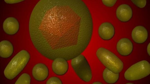 Logran el primer mapa en 3D del interior de células afectadas por hepatitis C