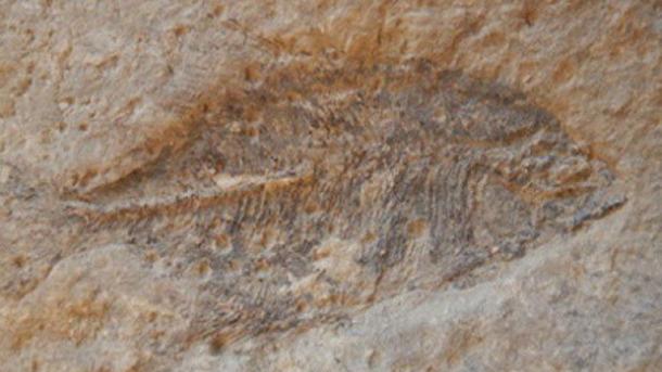 Qıtayda 242 million yıllıq söyrälüçe fosile tabılğan