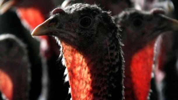 Coreia do Sul luta contra surto de gripe aviária