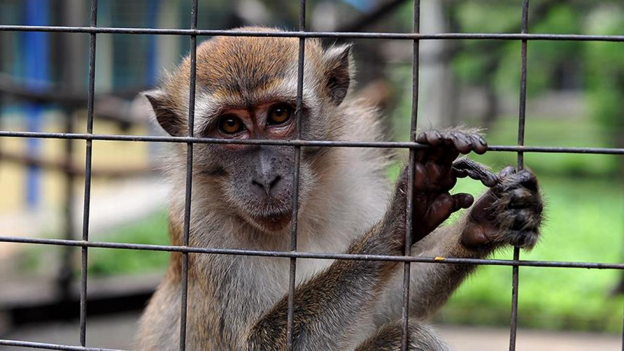 Маймуни нападат хора в Индонезия...