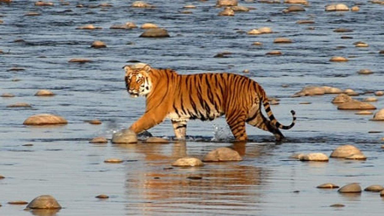印度公布656只老虎死亡原因
