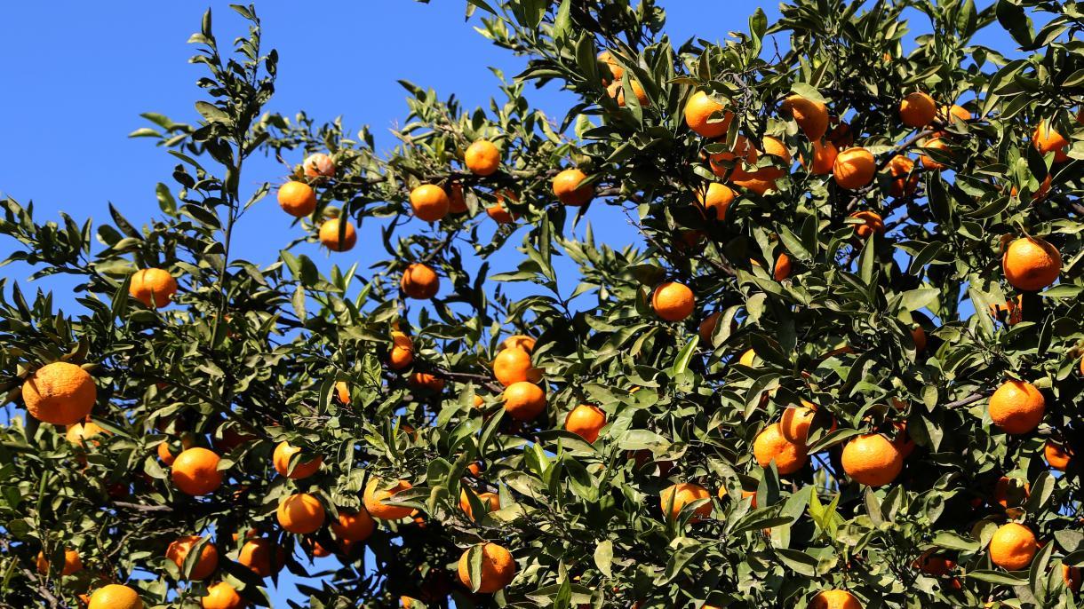 Turquia registra aumento nas exportações de citros