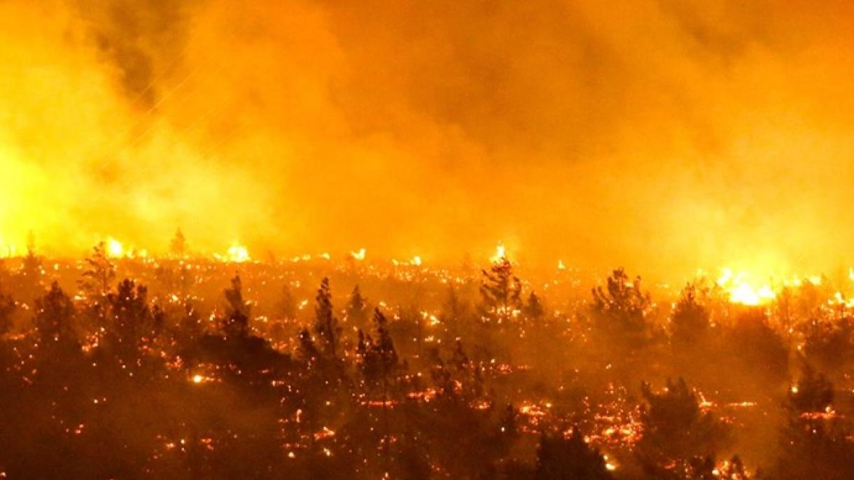 چلی میں جنگلات کی آگ سے ہلاکتوں کی تعداد 13 ہوگئی