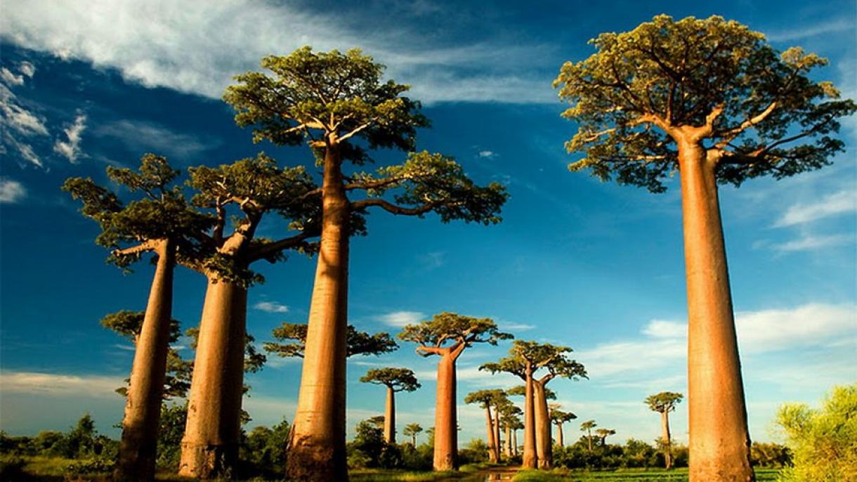 非洲数千年巨型猴面包树“神秘死亡”