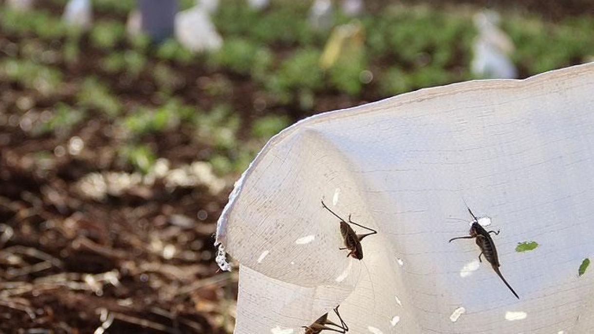 世界粮农组织警告蝗虫可能第二次入侵肯尼亚