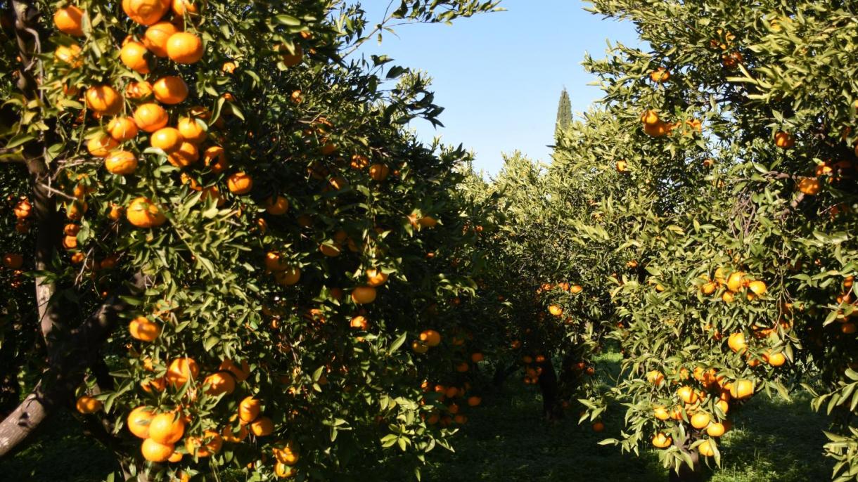 土耳其向57个国家出口柑橘类水果  俄罗斯居榜首