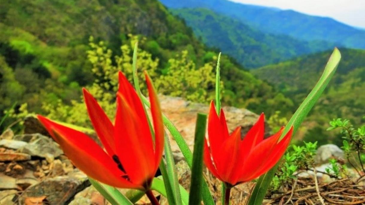 Você sabia que existem 79 plantas endêmicas no Monte Ida, na Turquia?